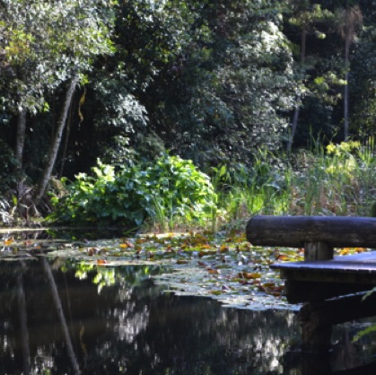 Enjoy watching the action in the Lake - frogs, water dragons, black pacific ducks, see the water lilies and Jan/Feb enjoy the Lotus